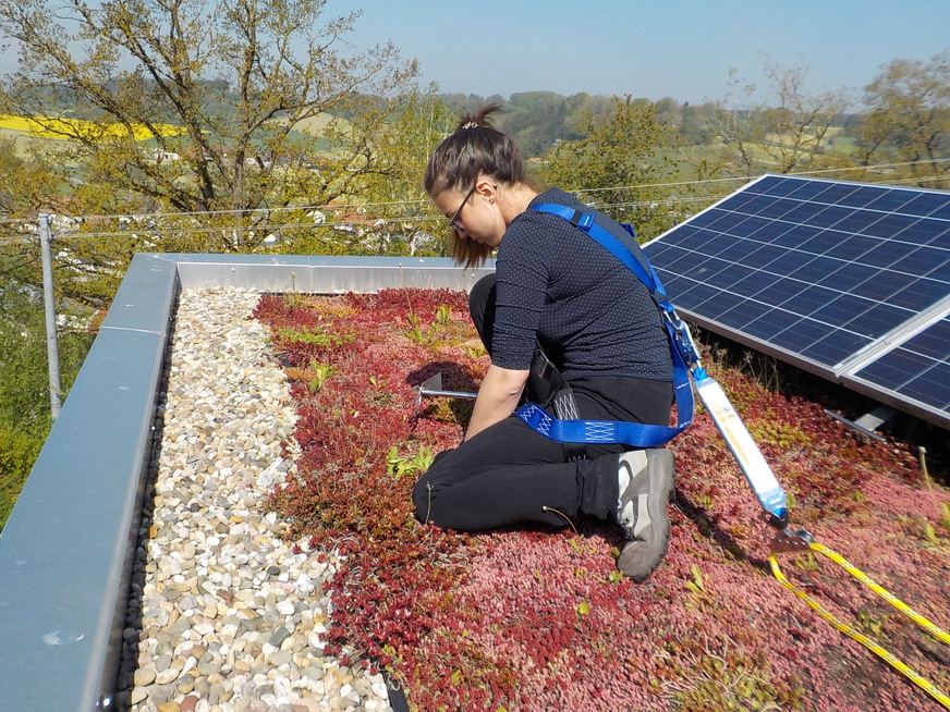 Pflege Solargründach