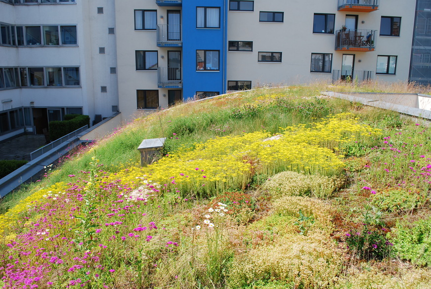 Dachbegrünung in Wien