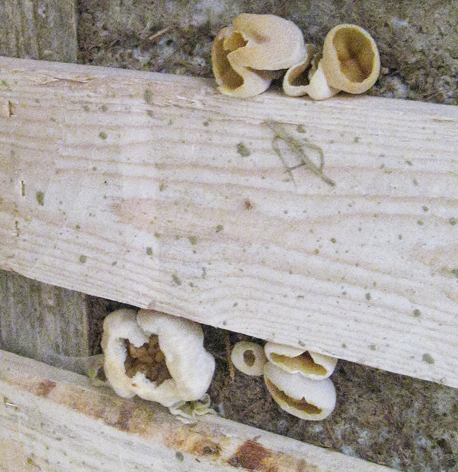 8 Knesebeck: Fruchtkörper und Hyphen von Pilzen auf dem Wärmedämmlehm