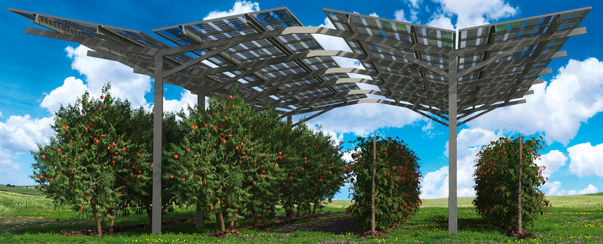 Unter der PV-Modul-Befestigung Artemis gedeihen Kulturpflanzen ebenso wie sich die Flächen darunter zu Tierhaltung nutzen lassen.