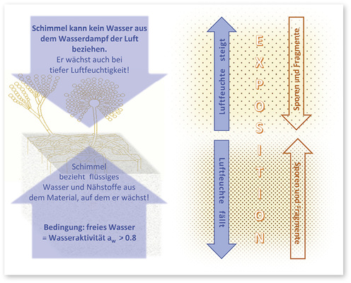 <p>
</p>

<p>
<span class="GVAbbildungszahl">1</span>
 Links: Das Wasser und die Nährstoffe, die der Schimmel für sein Wachstum braucht, bezieht er nicht aus dem Wasserdampf der Luft, sondern aus dem Material, auf dem er wächst. Die Wasseraktivität a
<sub>w</sub>
 (im Material frei verfügbares Wasser) muss für das Wachstum der meisten Pilze bei ca. 0,8 bis 0,85 liegen. Rechts: Wird die Luftfeuchtigkeit abgesenkt, steigt mit der Schwebstoffbelastung auch die Exposition und das Krankheitsrisiko für Menschen, die sich in den Räumen aufhalten.
</p> - © Grafik: W. Hugentobler

