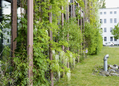 



1
 Fassadenbegrünung am Institut für Physik der Humboldt-Universität zu Berlin: 300 Kletterpflanzen gedeihen in 150 Fassadenkübeln, weitere 150 wachsen im natürlichen Boden.

