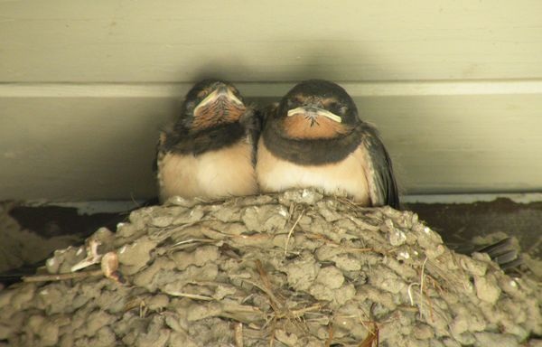 Auch Rauchschwalben nisten gern an Häusern. Nun wurden Wege ermittelt, wie bei einer energetischen Sanierung die Bedürfnisse der Tiere berücksichtigt werden können, ohne bei der Dämmqualität große Abstriche machen zu müssen. - J.Lübbert / BUND Region Hannover