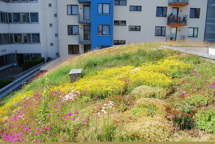 Dachbegrünung in Wien