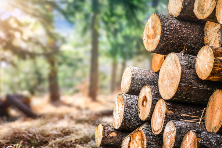 Holzenergie bleibt auf EU-Ebene förderfähig. - © Milan - stock.adobe.com
