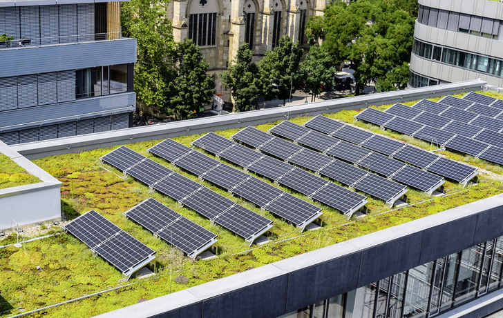 Doppelnutzen: PV und Pflanzen auf einer Fläche﻿