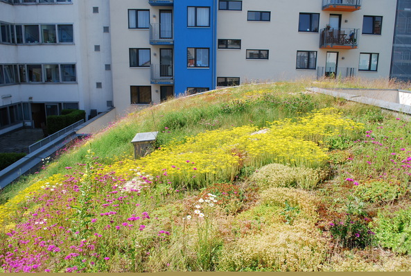 Dachbegrünung in Wien