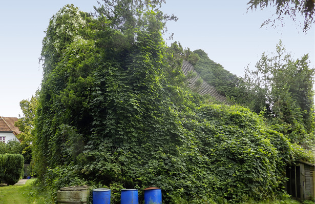 1 Beispiel für ein „Zuviel“ an Gebäudegrün: Efeu überwuchert ein Gebäude.