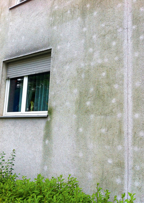 1  Algenbefall kann dort auftreten, wo die Fassaden einer starken Feuchte­belastung ausgesetzt sind und nicht in ausreichendem Maß austrocknen können. Wo der Wärmeschutz des Gebäudes durch Wärmebrücken unterbrochen wird, wie hier im Bild durch die Dübelungen der Dämmpackung, zeigen sich Lücken.