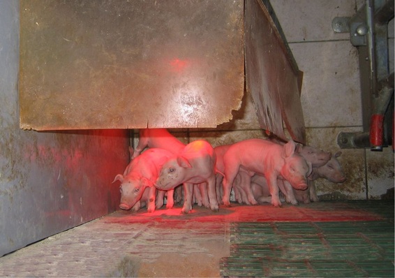 Ferkel mögen es warm. Für die ganz Kleinen sind 30 bis 32 °C nötig. In den ersten Tagen werden ­deshalb meistens zum warmen Ferkelbett noch Infrarot­lampen eingesetzt.