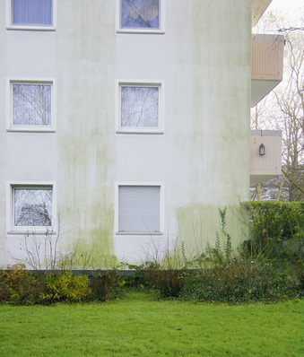 
1
 Algen und Pilze bevorzugen ein feuchtes Milieu – an dieser Fassade ist dies gut ablesbar: Schon der schmale Überstand der Fensterbänke hält den Putz trocken und Mikroorganismen fern.
