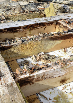 



1 Kapitaler Bauschaden bei einer beidseitig dampfdichten Flachdachkonstruktion. Bereits nach kurzer Zeit zersetzten sich die Holzbauteile und waren nicht mehr ausreichend tragfähig, da anfallende Feuchtigkeit nicht austrocknen konnte und somit Dachschalung und Tragkonstruktion durchnässt wurden.
