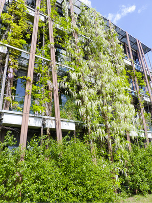 



1
 Fassadenbegrünung am Institut für Physik der Humboldt-Universität zu Berlin: 450 Kletterpflanzen wachsen in 150 Fassadenkübeln und im natürlichen Boden. Im Vergleich zu einem konvent
io
nellen Sonnenschutz wirken sie sich positiv auf die Energiebilanz und die Betriebskosten aus.
