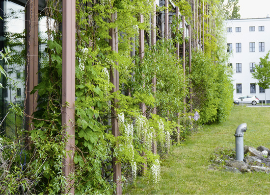 



1
 Fassadenbegrünung am Institut für Physik der Humboldt-Universität zu Berlin: 300 Kletterpflanzen gedeihen in 150 Fassadenkübeln, weitere 150 wachsen im natürlichen Boden.
