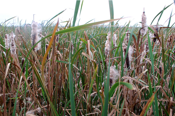 Die Wasser- und Sumpfpflanze Typha wächst schnell und insbesondere in Moorgebieten.
